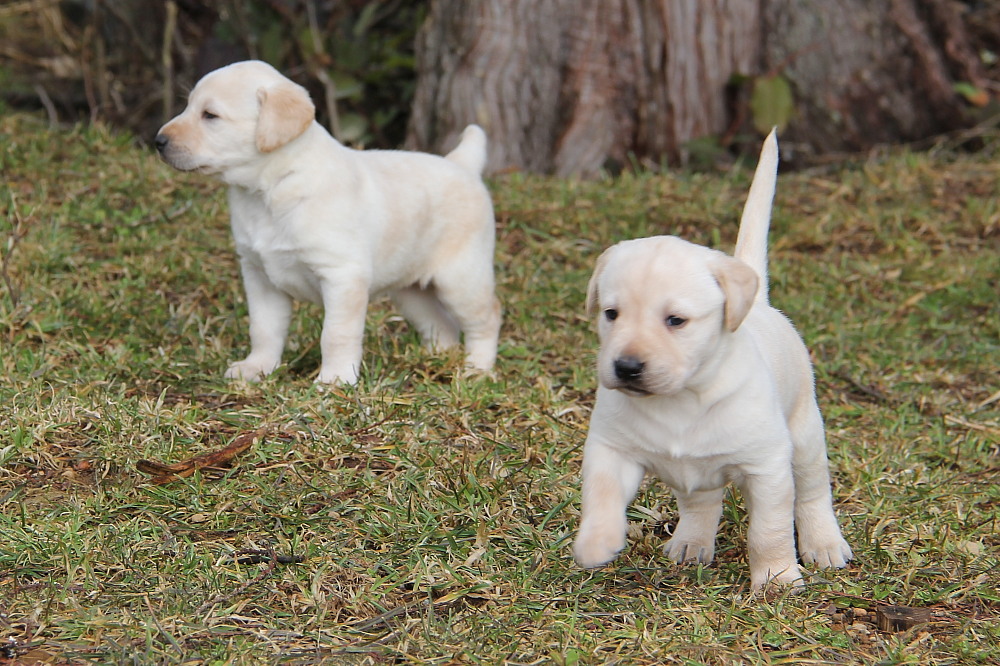 Yellow Female Puppies