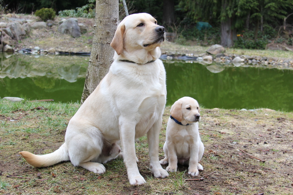 English Labrador males Udonstar,s Magnum and son