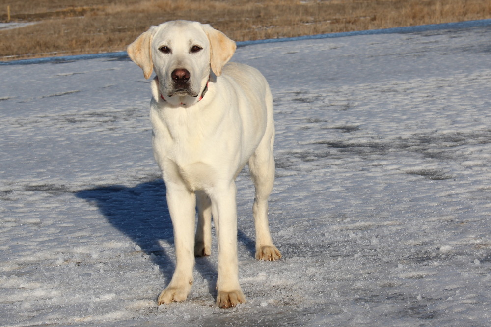 Duke,sitting labrador retriever male