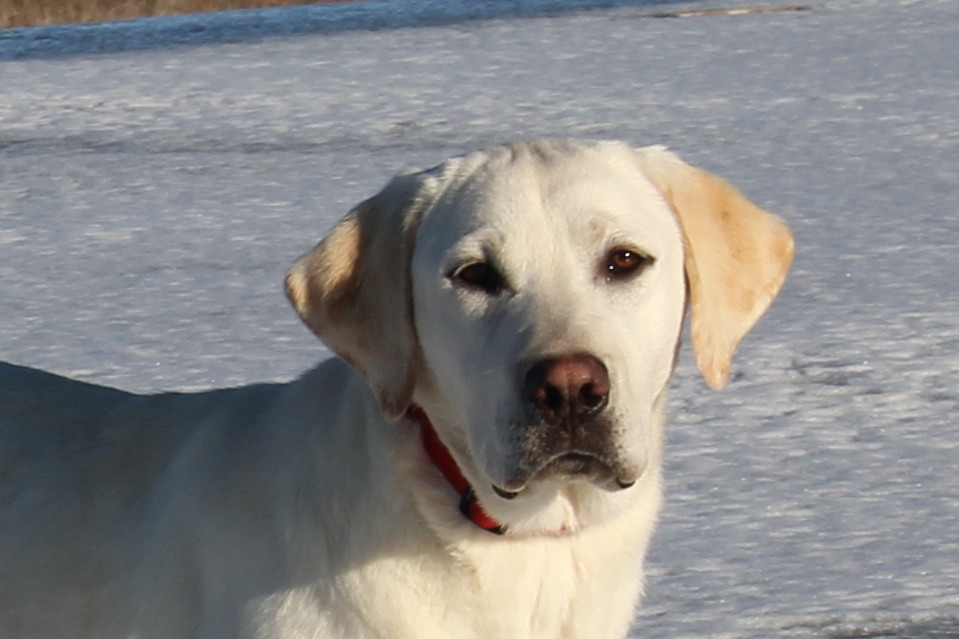 Duke, labrador retriever boy