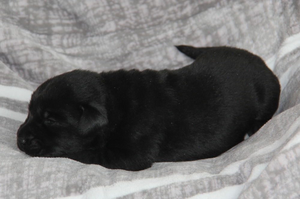 All black puppies