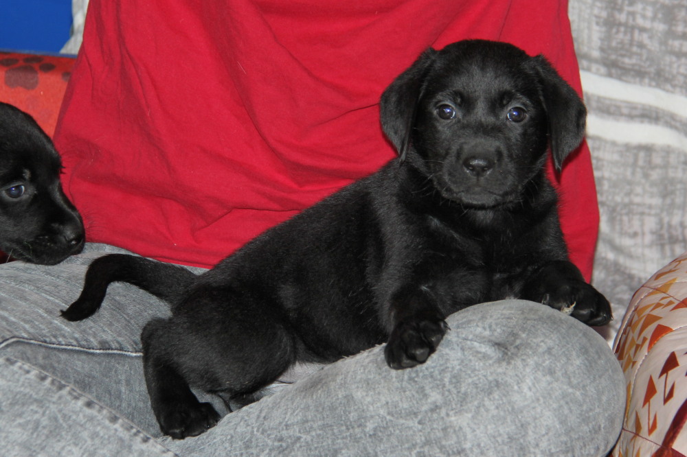 white female lab puppy