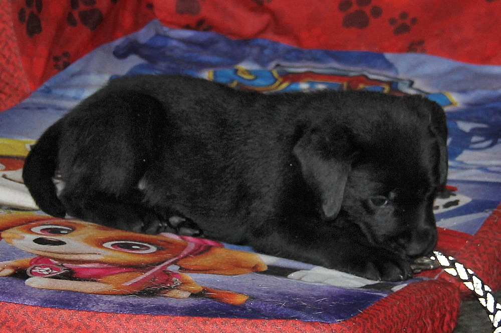 yellow-lab-puppies-for-sale