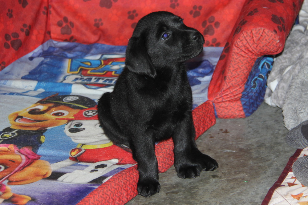 all yellow female and black male puppies