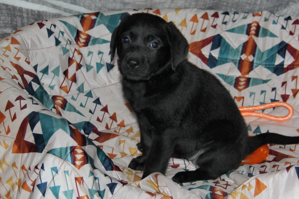 male black puppies