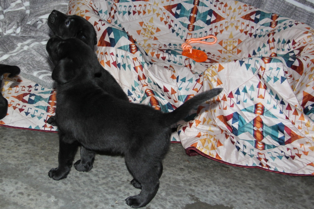 All black puppies