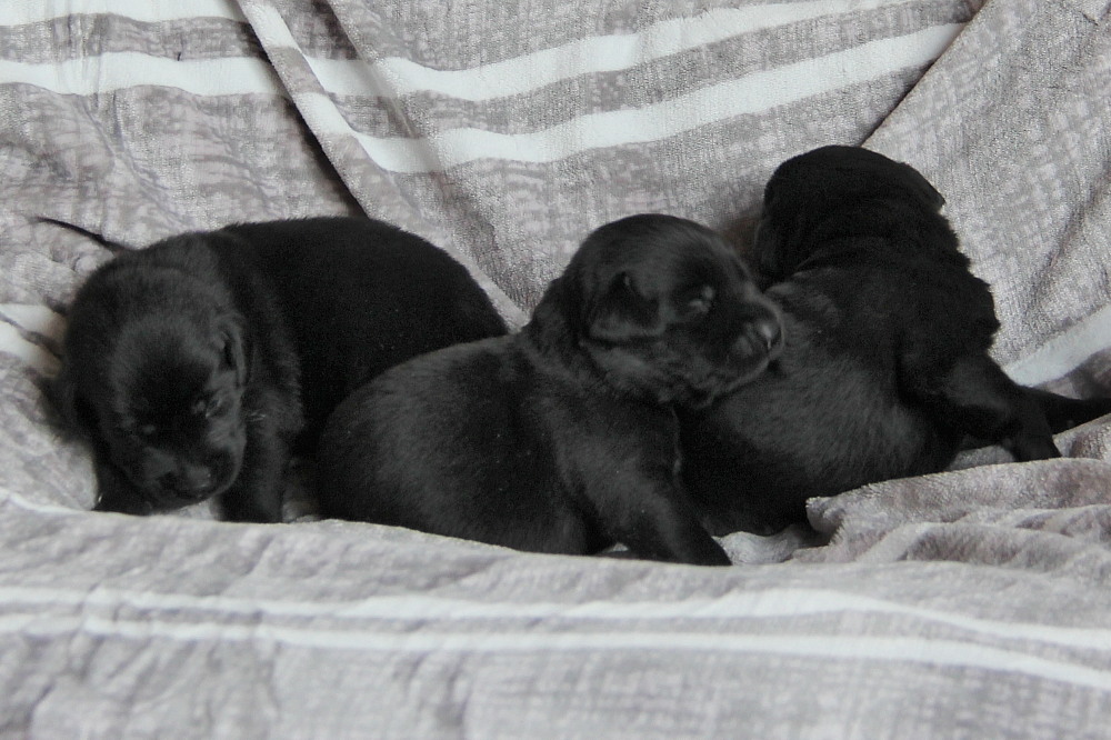 Yellow female C1 lab puppy