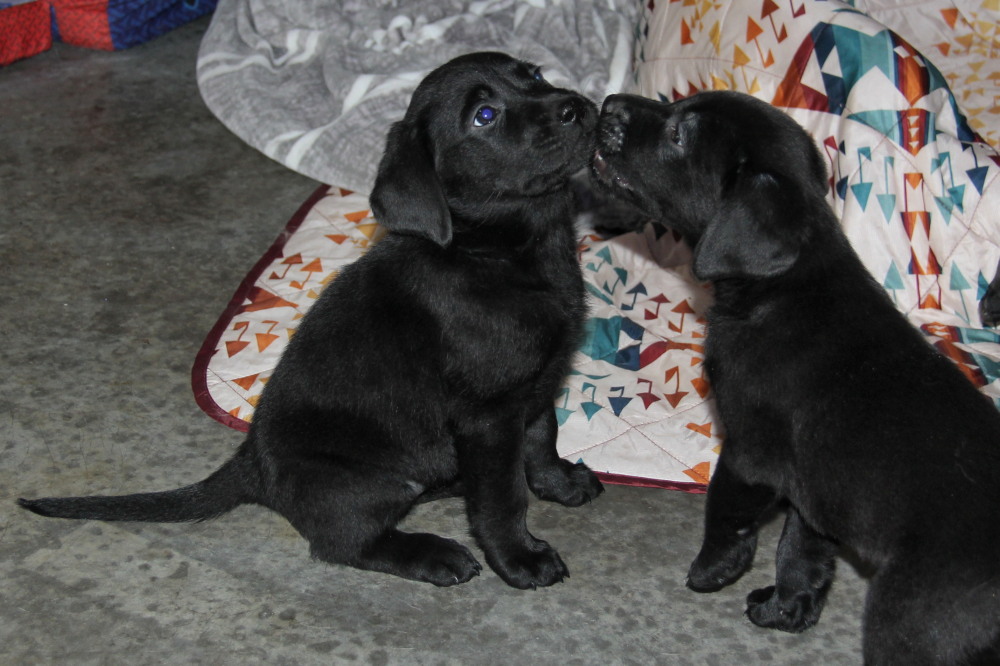 Yellow female C1 lab puppy