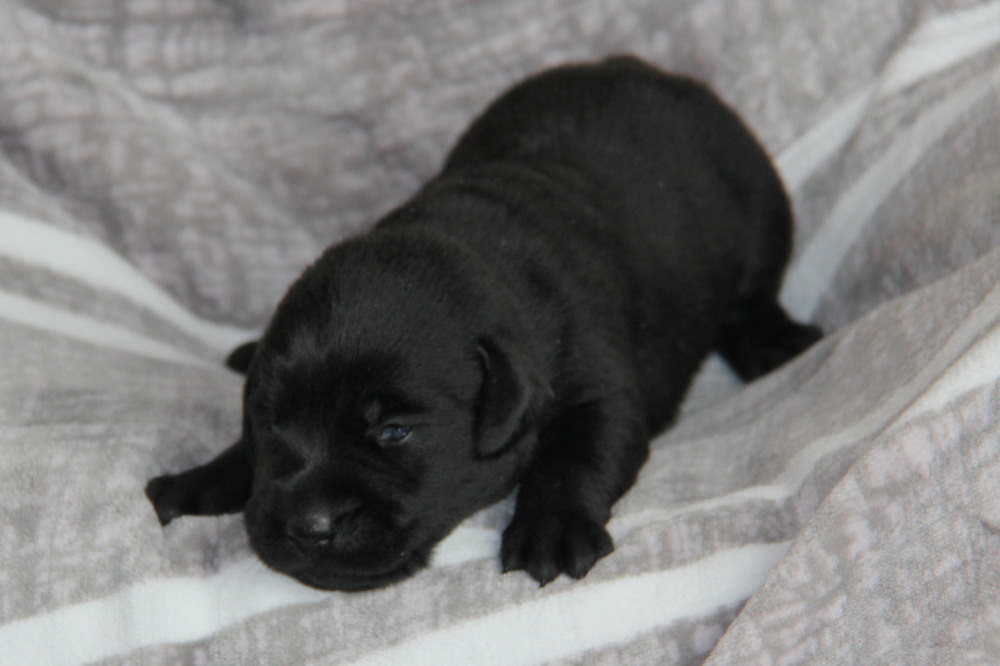 male black puppies