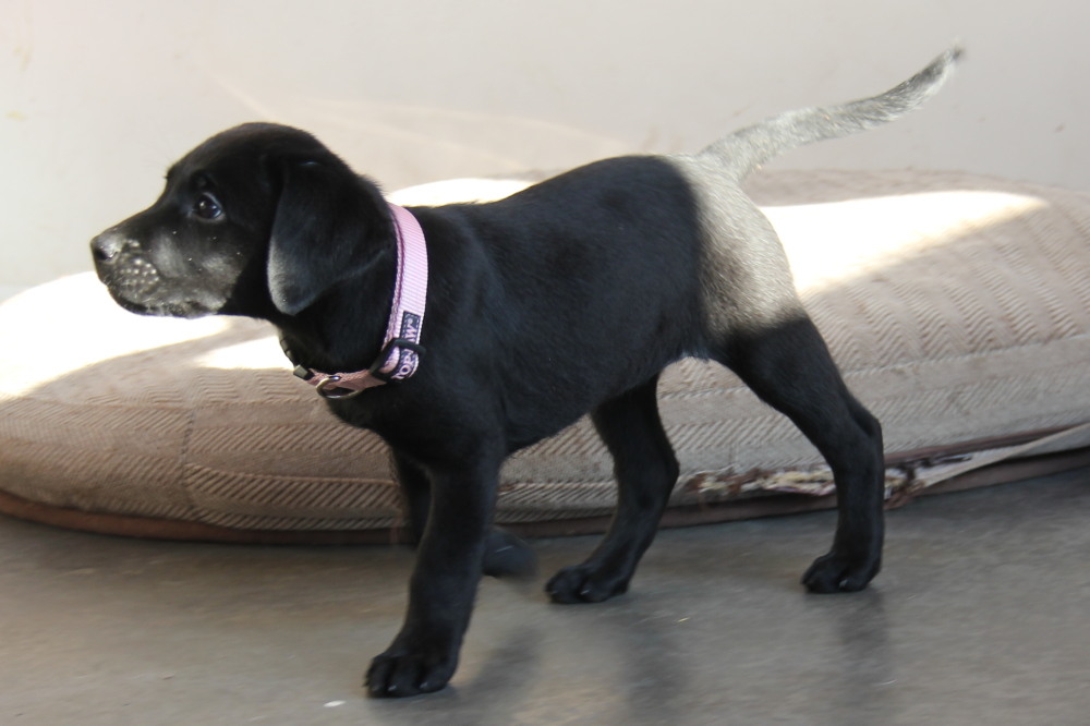 yellow-lab-puppies-for-sale