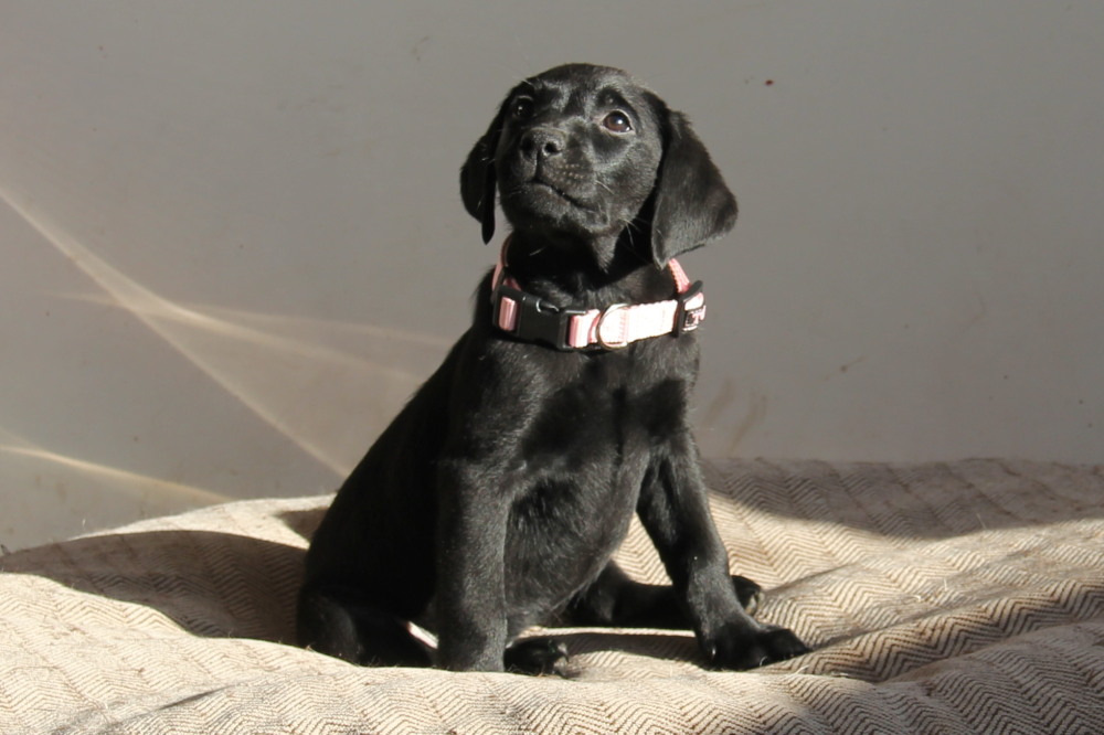 male black puppies