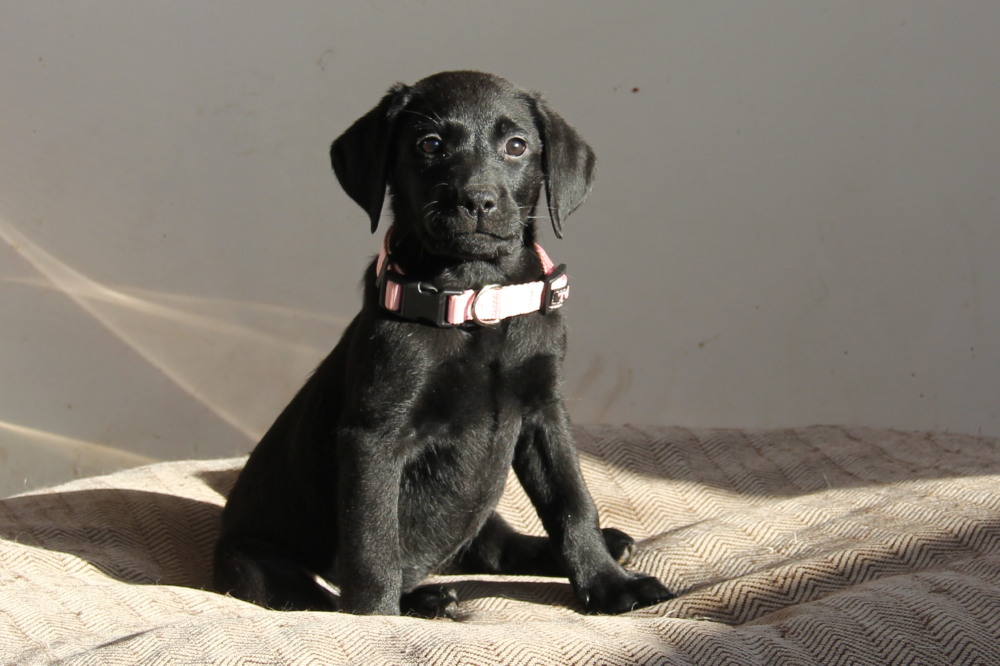 all yellow female and black male puppies