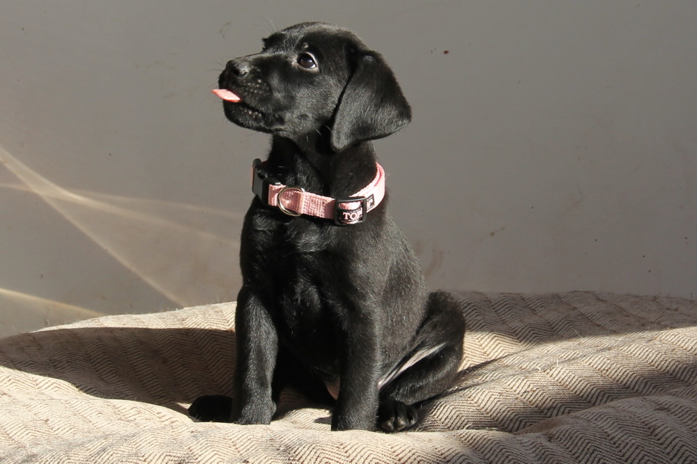 Yellow female C1 lab puppy