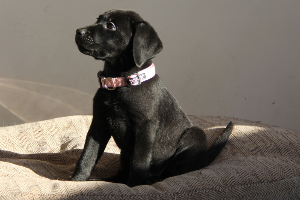 All black puppies