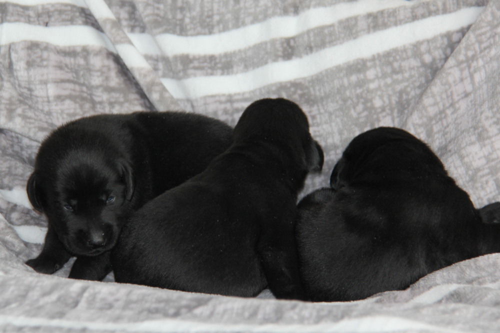 all yellow female and black male puppies