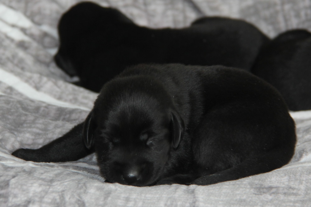 yellow-lab-puppies-for-sale