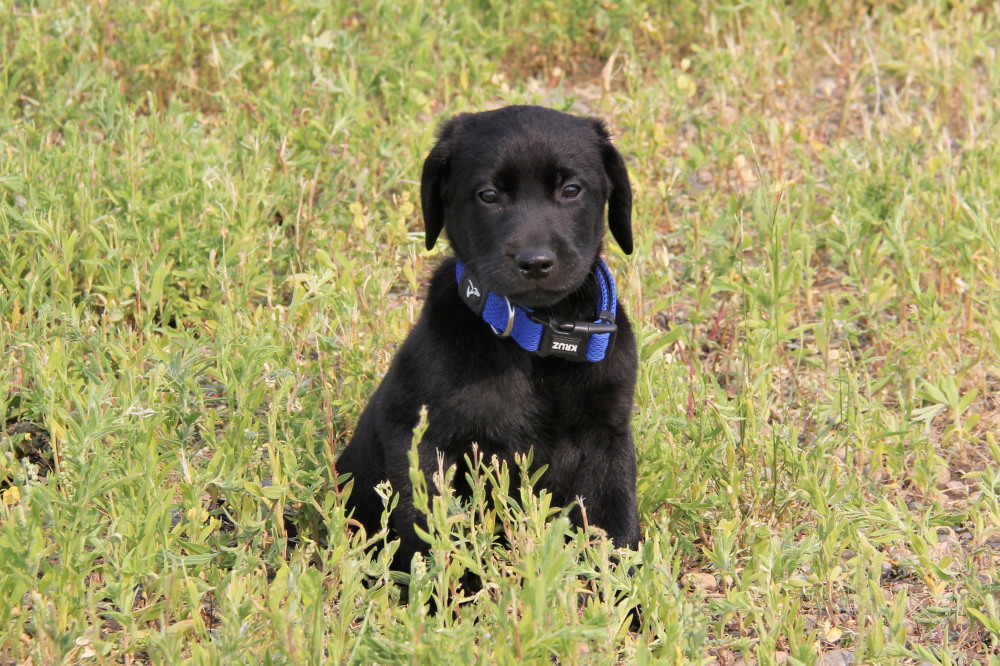 yellow puppy#4