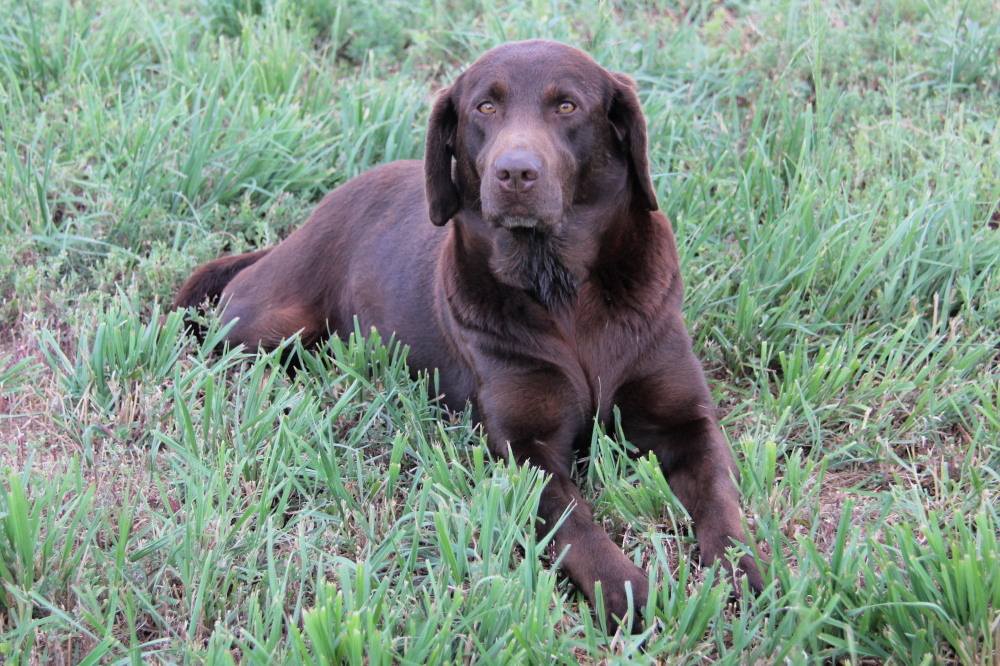 Electra, female lab