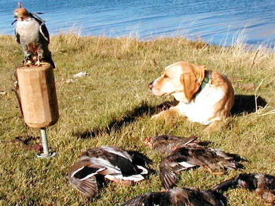 Falconry dog Fiona is a yellow female labrador retriever