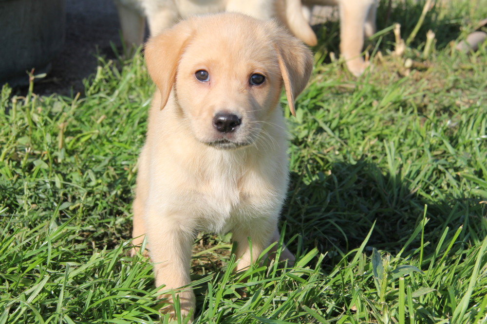 Labrador Retriever Puppies for sale