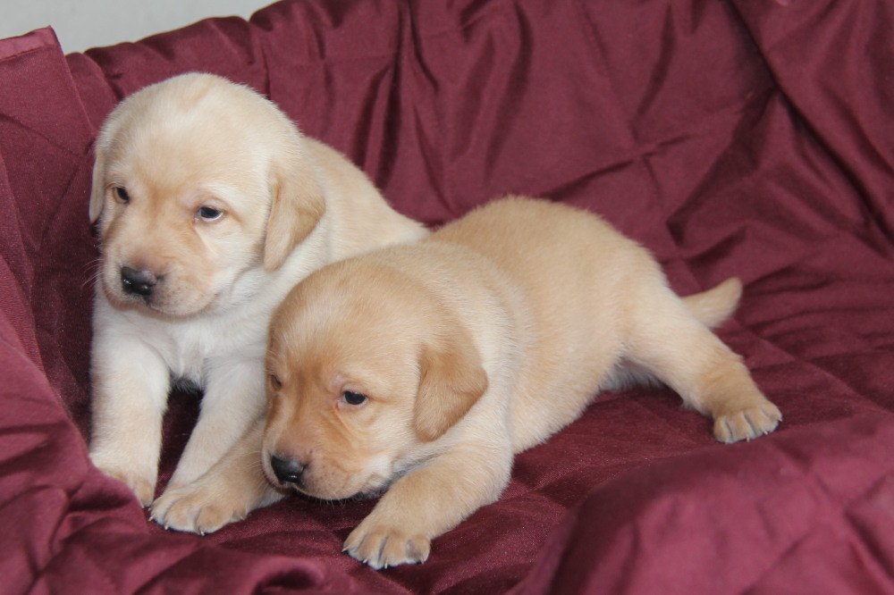 Yellow female C1 lab puppy