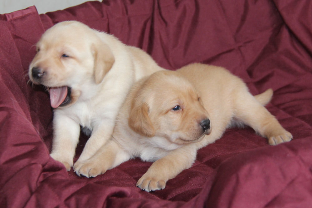 All black puppies