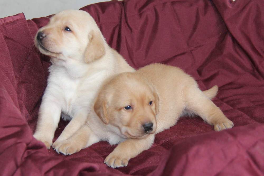 male black puppies