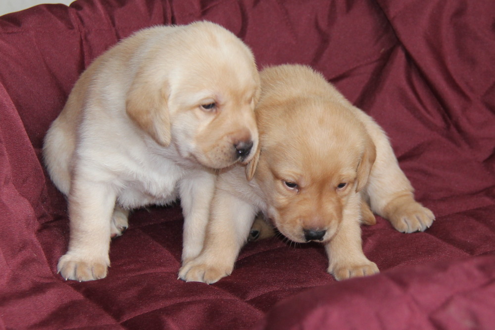 all yellow female and black male puppies