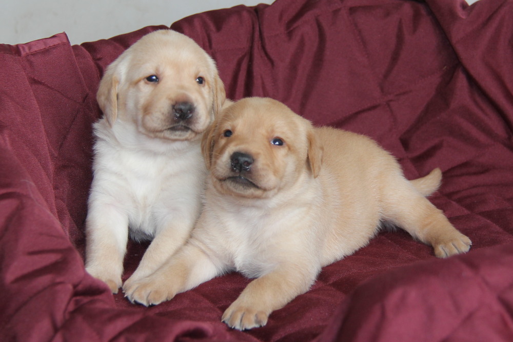 yellow-lab-puppies-for-sale