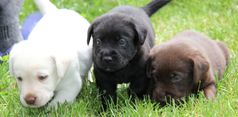 Labrador Retrievers from Hunting and Field Trial Lines