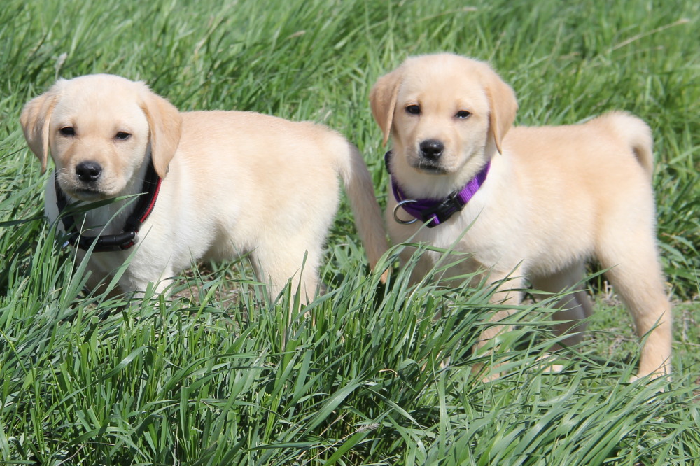 Labrador Retriever Puppies for sale