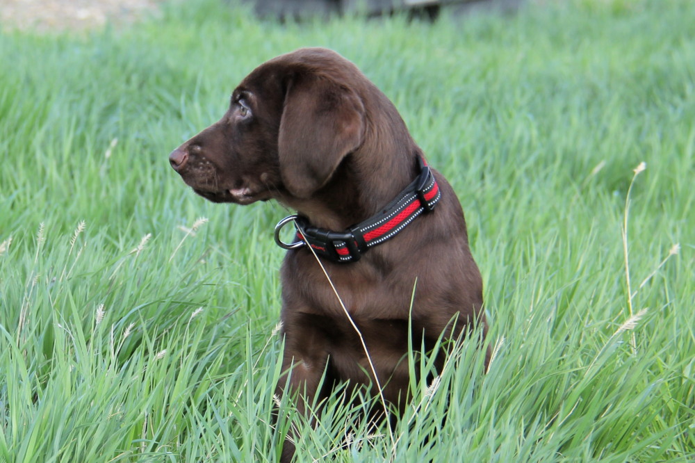 Labrador Retriever Puppies for sale