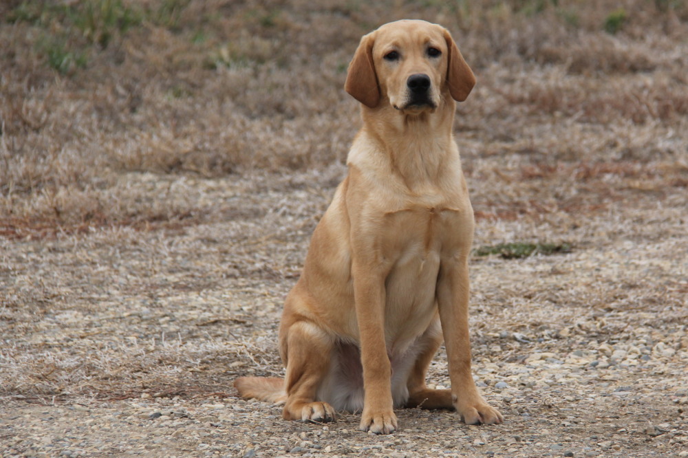 Deacon, labrador retriever