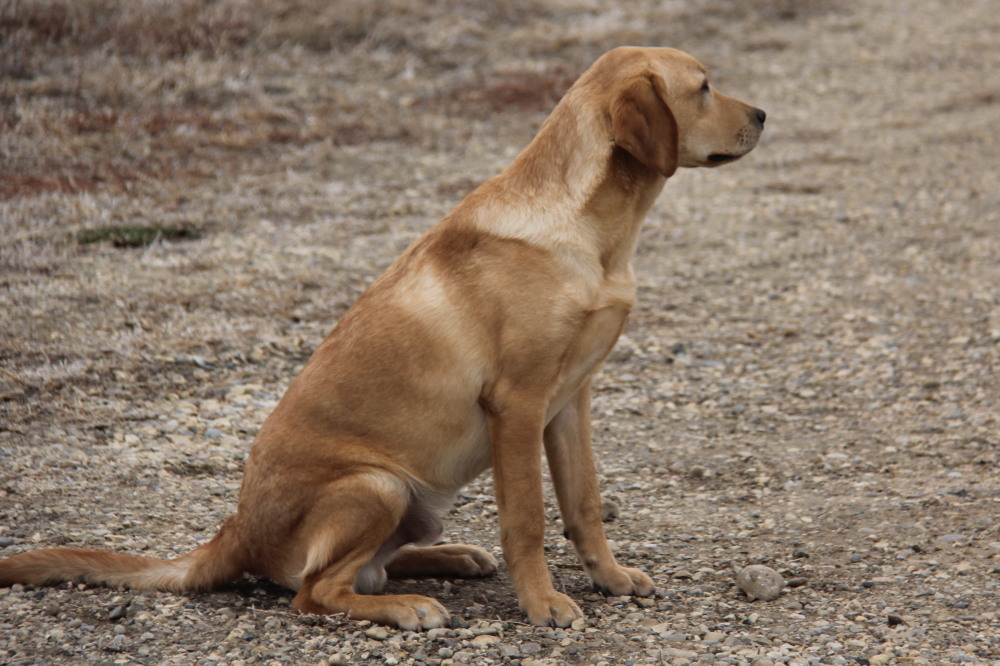 Deacon,sitting labrador retriever