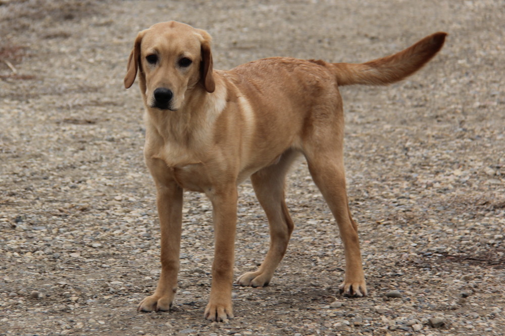 Deacon,side view of a  labrador retriever