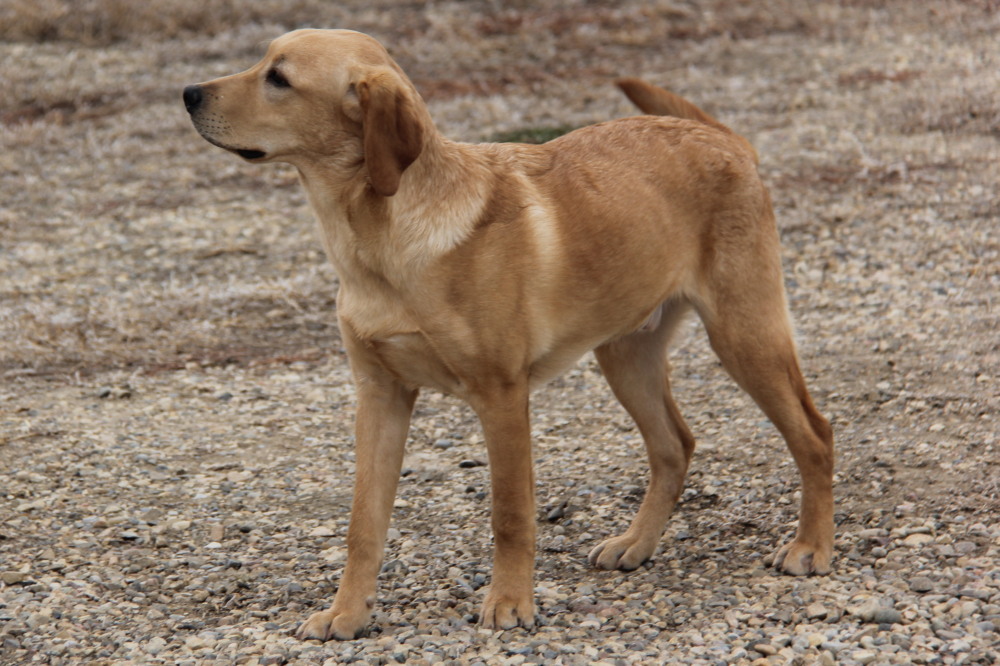 Deacon, labrador retriever