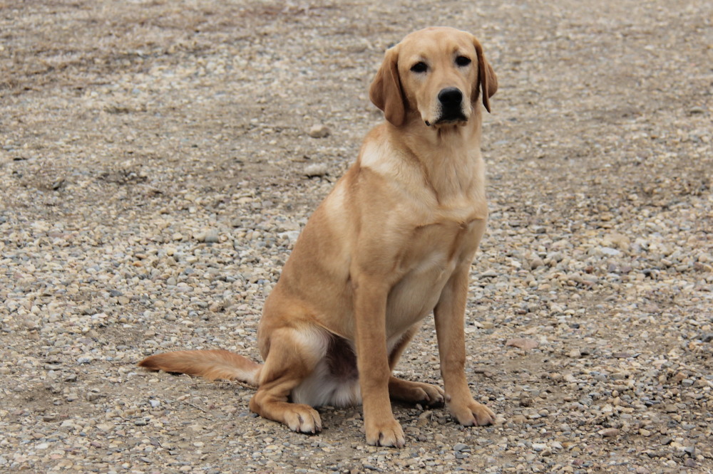 Deacon,sitting labrador retriever