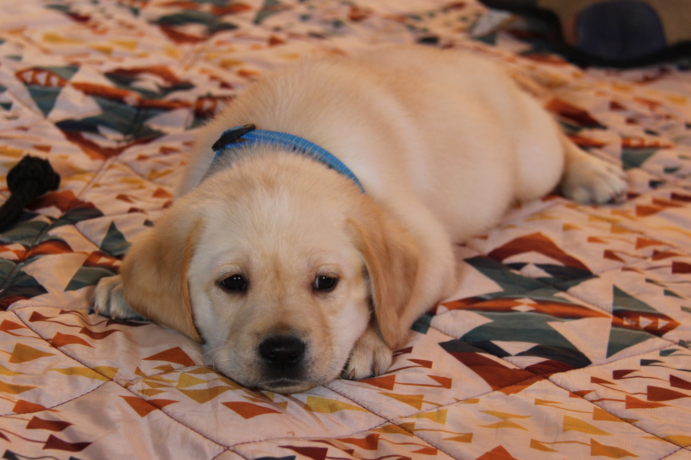 petite black labrador girl puppy