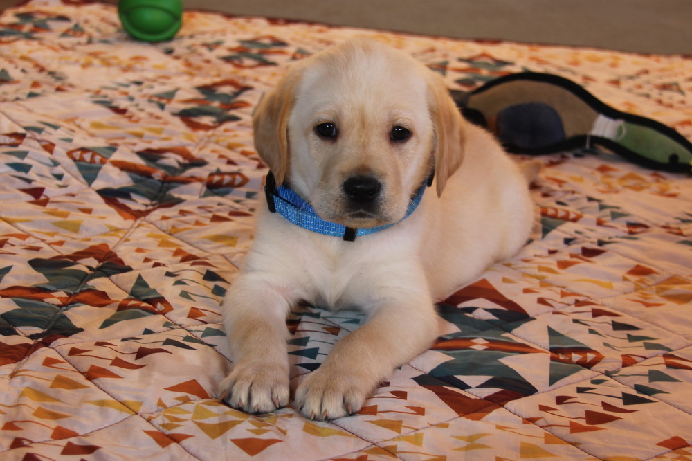 black labrador pup