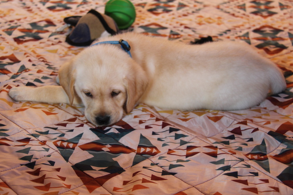 female black puppies