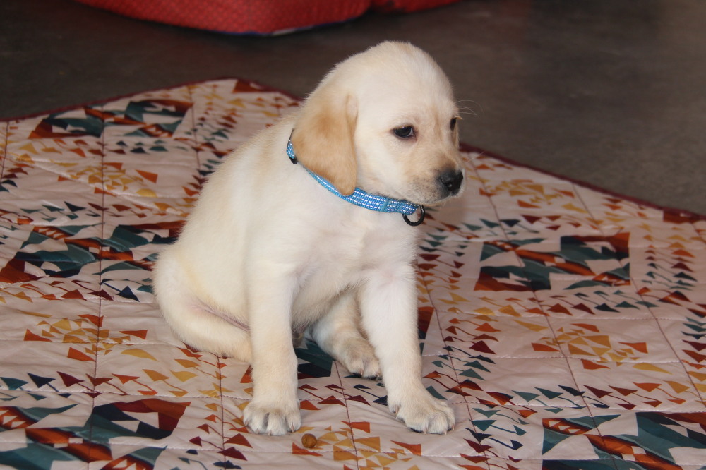 male chocolate lab