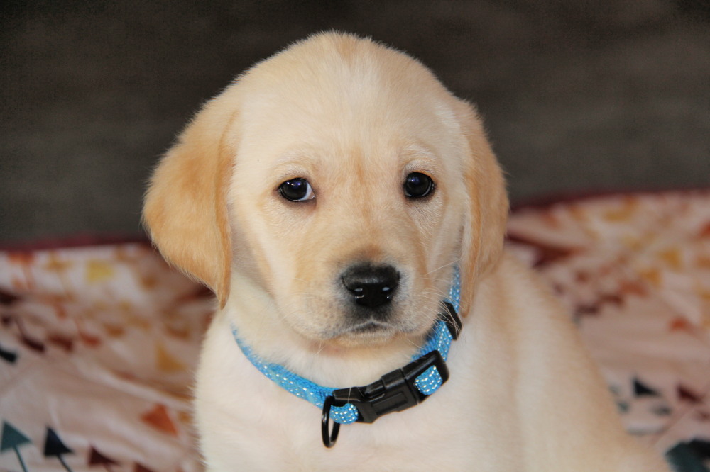 chocolate lab puppy for adoption