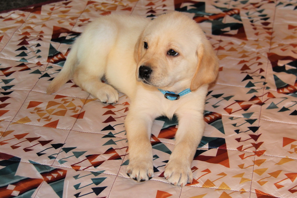 choco lab puppy