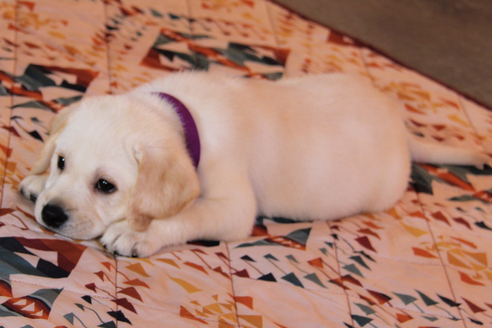 black lab puppies for sale