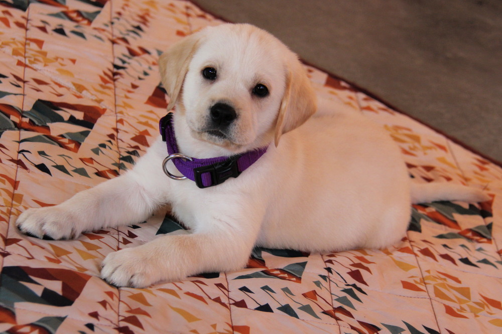 black lab male pup