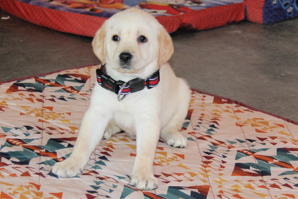 black labrador retriever puppies