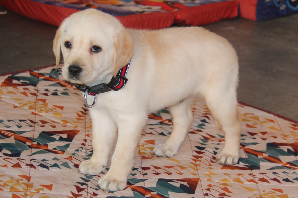 labrador puppy for sale