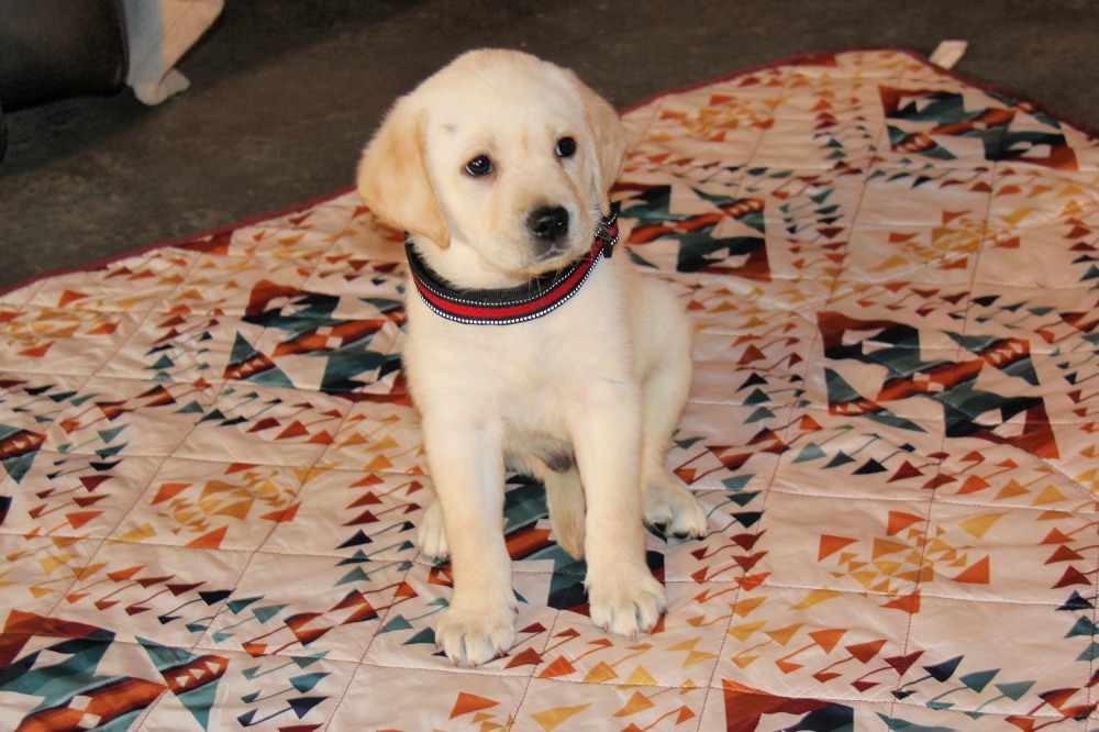 chocolate male labrador pup